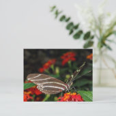 Macro van een langwerpige Zebra-vlinder Briefkaart (Staand voorkant)