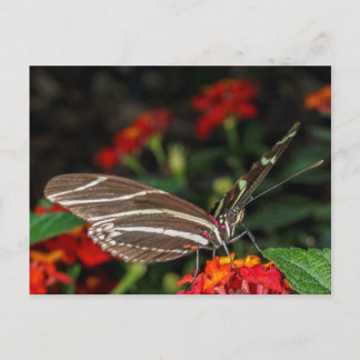 Macro van een langwerpige Zebra-vlinder Briefkaart