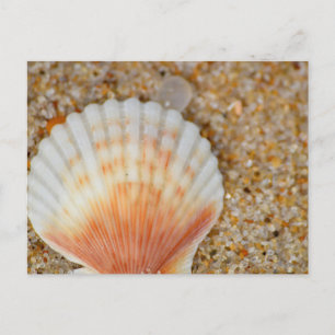 Macro van Scallop Zee Shell in het zand op het str Briefkaart