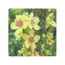 Macrofoto - Geel & paarse bloem -