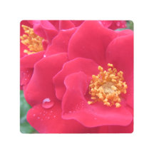 Macrofoto, hot pink roos -