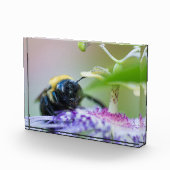 Macrofoto van Bumble Bee Fotoblokken (Rechts)