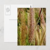 Macrofotografie afbeelding van grassen met gifstaa briefkaart (Voorkant / Achterkant)