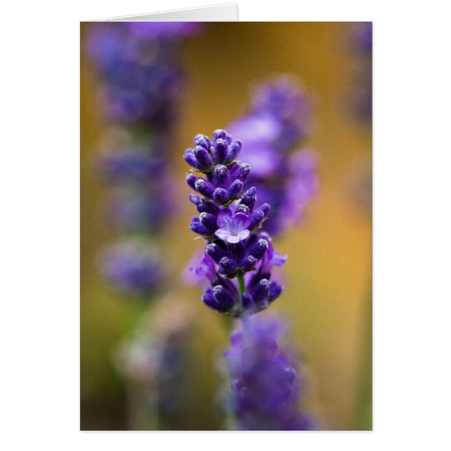 Macrofotografie van lavenbloem (Voorkant)