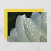 Macrofotowitte bloem briefkaart (Voorkant / Achterkant)