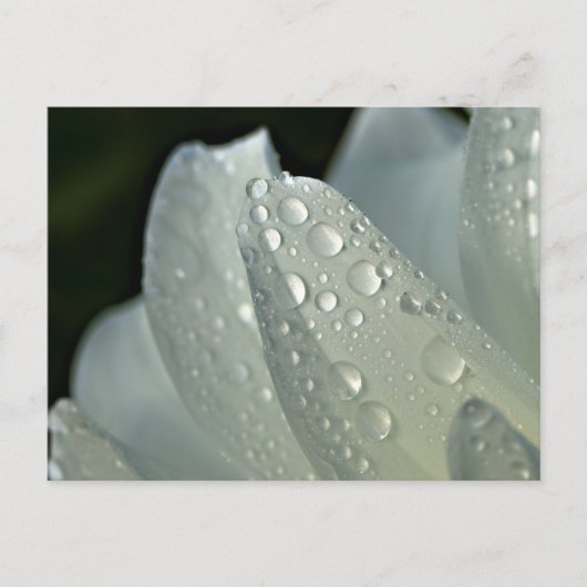 Macrofotowitte bloem briefkaart (Voorkant)