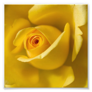 Macrogeel Rose Foto Afdruk
