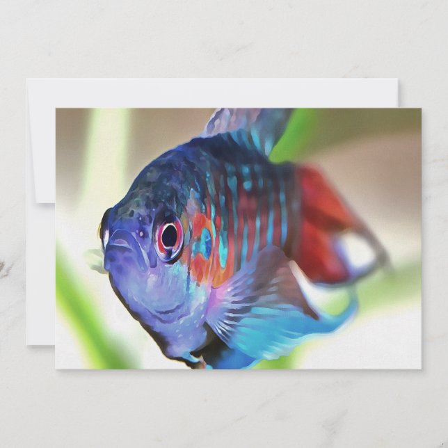 Macropodus Opercularis Aquarium vis (Voorkant)