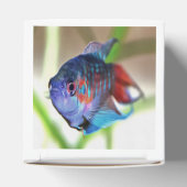 Macropodus Opercularis Aquarium vis Bedankdoosjes (Bovenkant)