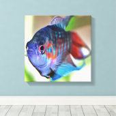 Macropodus Opercularis Aquarium vis Canvas Afdruk (Insitu (Houten vloer))