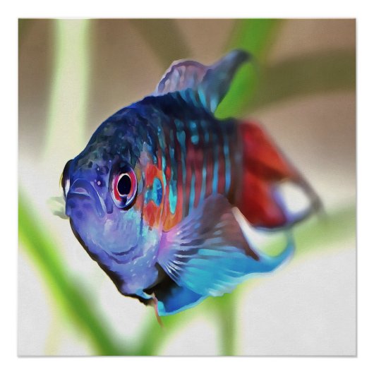 Macropodus Opercularis Aquarium vis Perfect Poster (Voorkant)