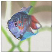 Macropodus Opercularis Aquarium vis Stof (Close Up)