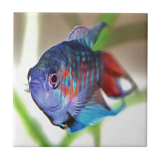 Macropodus Opercularis Aquarium vis Tegeltje (Voorkant)