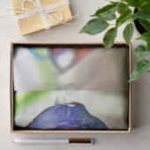 Macropodus Opercularis Aquarium vis Tissuepapier (Geschenk)