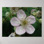 MacroPoster Blackberry Flower Poster (Voorkant)