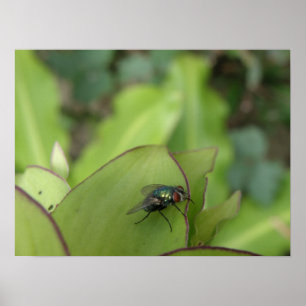 Macroprint van vlieg poster