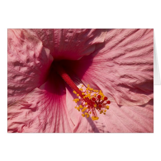 Macrororororoze Hibiscus Flower (Voorkant Horizontaal)