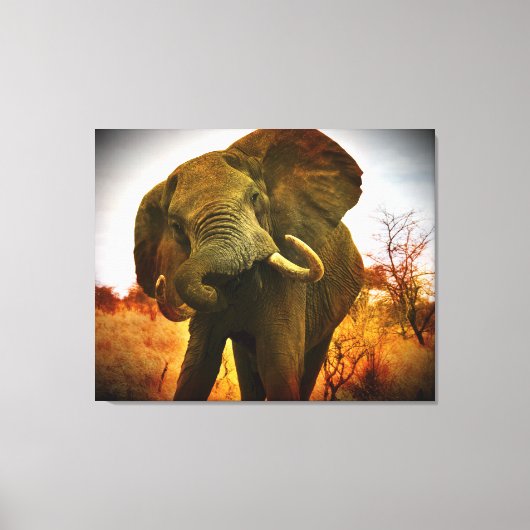 Mad African Elephant Wrapped Canvas Afdruk (Voorkant)