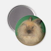 Mad Bunny Magneet (Voorkant / Achterkant)