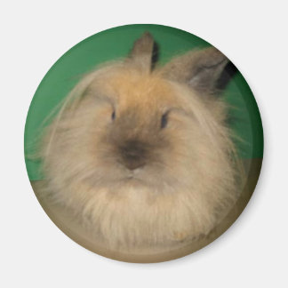 Mad Bunny Magneet