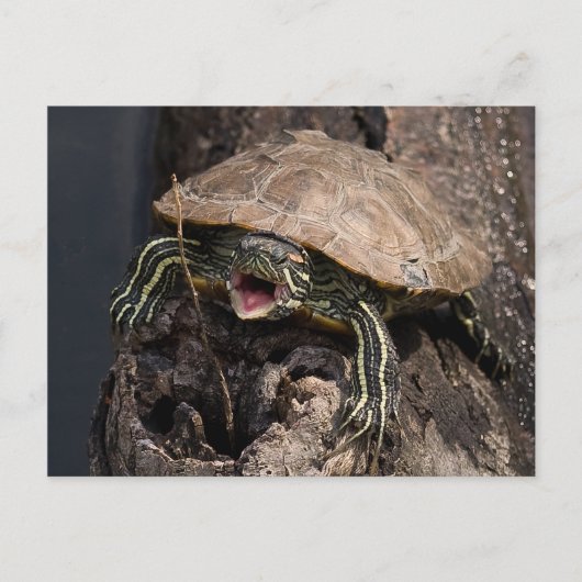 Mad Turtle Briefkaart (Voorkant)