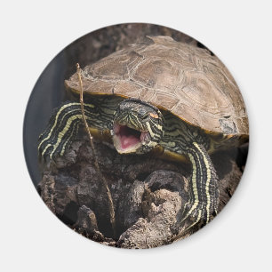 Mad Turtle Magnet Magneet