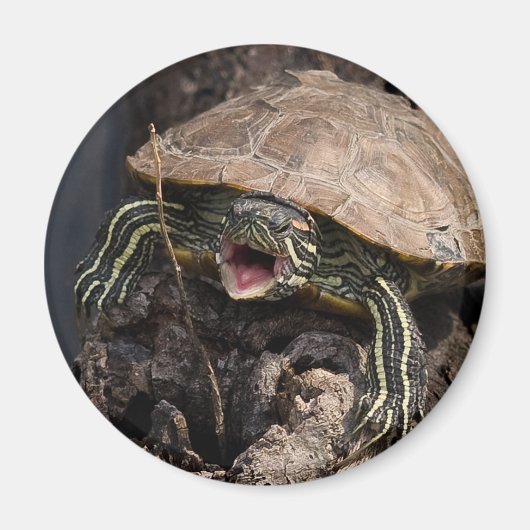 Mad Turtle Magnet Magneet (Voorkant)