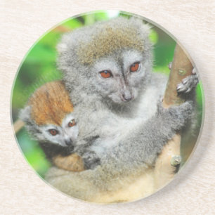 Madagascar, Andasibe, Ile Aux Lemuriens, Moeder Zandsteen Onderzetter