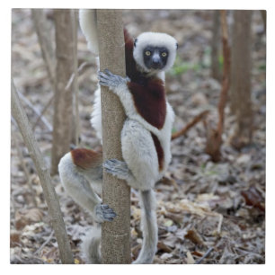 Madagascar, Ankarafantsika-reservaat; Ampijoroa; Tegeltje