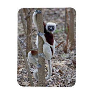 Madagascar, Ankarafantsika Reserve; Ampijoroa; Magneet