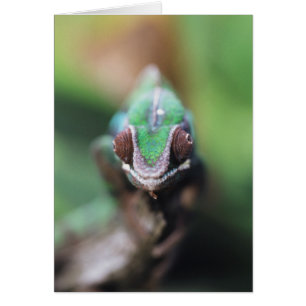 Madagascar, Caméléon panthère à barre rouge