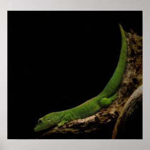 madagascar day gecko poster