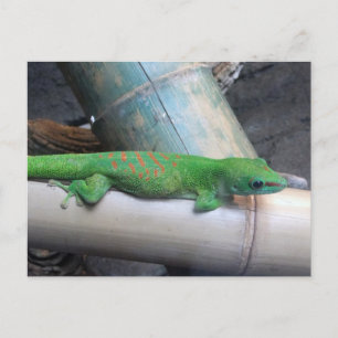 Madagascar Giant Day Gecko Briefkaart