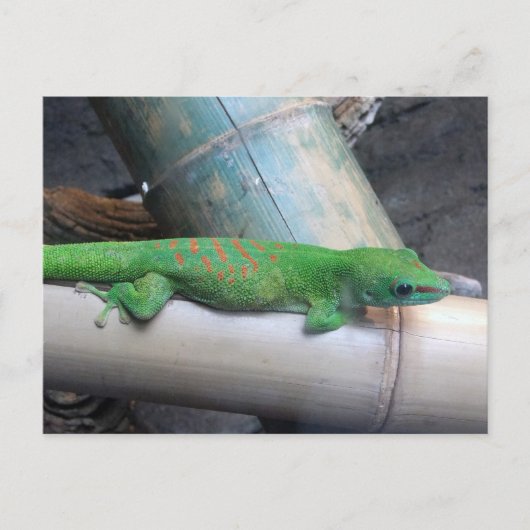 Madagascar Giant Day Gecko Briefkaart (Voorkant)