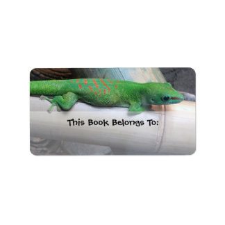 Madagascar Giant Day Gecko Étiquettes de plaque