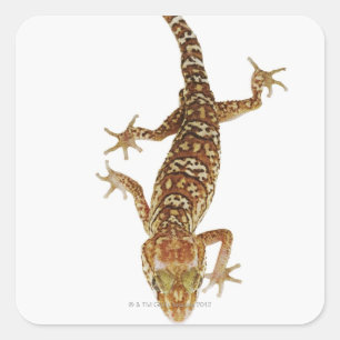 Madagascar ground gecko (Paroedura pictus) on Vierkante Sticker