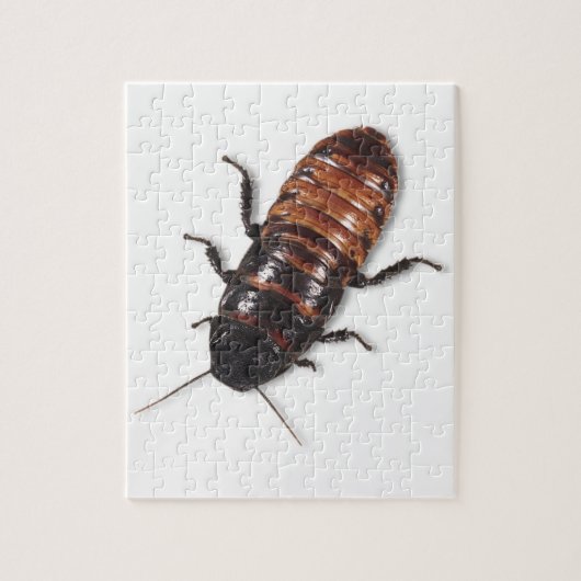 Madagascar Hisssing Cockroach Puzzle Legpuzzel (Verticaal)