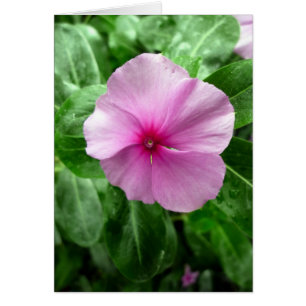Madagascar Periwinkle - 'Buster de la leucémie'
