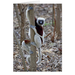 Madagascar, réserve d'Ankarafantsika ; Ampijoroa ;