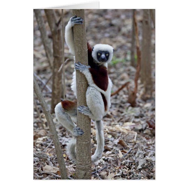 Madagascar, réserve d'Ankarafantsika ; Ampijoroa ; (Devant)