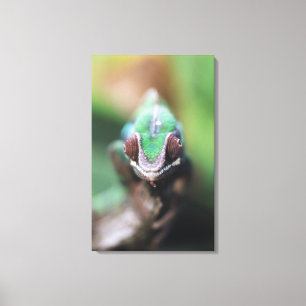 Madagascar, Rode balk Panterkameleon Canvas Afdruk