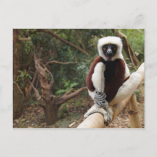 Madagascar Wildlife Safaki Lemur Briefkaart