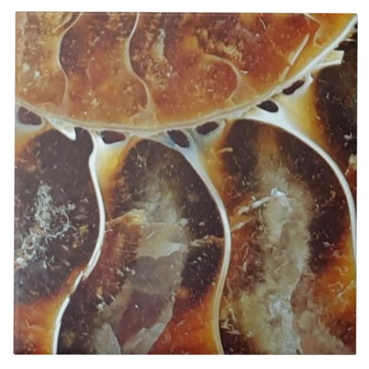 Madagaskar-ammoniumgroot Tegeltje (Voorkant)