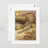 Madagaskar Boa Briefkaart (Voorkant / Achterkant)