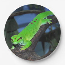 Madagaskar-daggekko