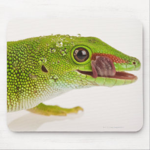 Madagaskar-daggekko (Phelsuma madagascariensis) Muismat