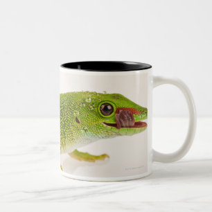 Madagaskar-daggekko (Phelsuma madagascariensis) Tweekleurige Koffiemok