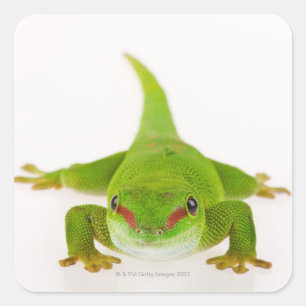 Madagaskar-daggekko (Phelsuma madagascariensis) Vierkante Sticker