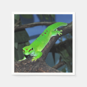 Madagaskar-daggekko Servet