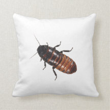Madagaskar Hissing Cockroach